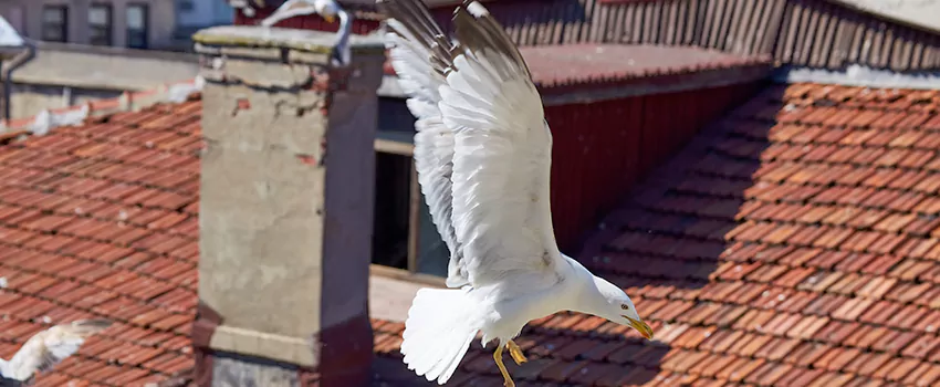 Residential Chimney Animal Removal Solution in Columbus, GA